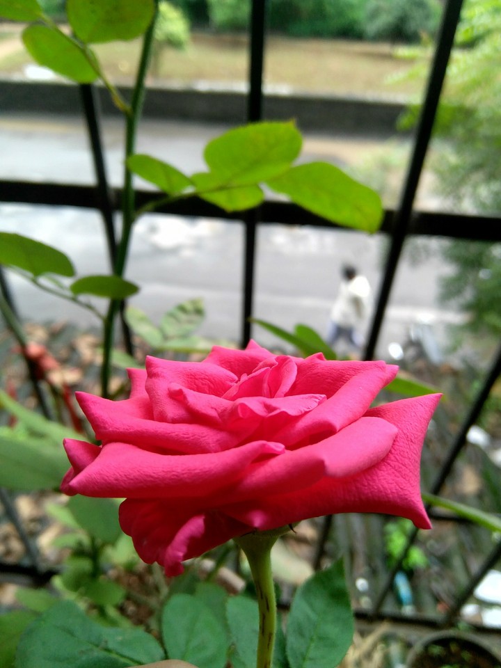 beauty
