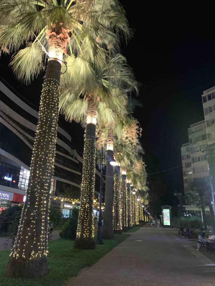 palm tree