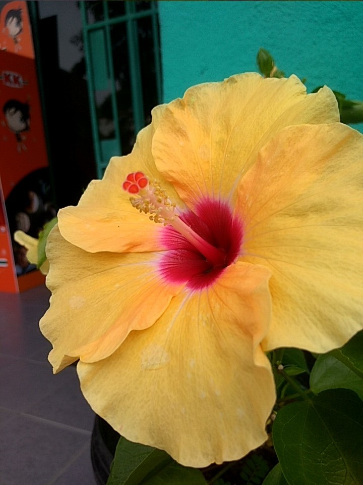 Flower