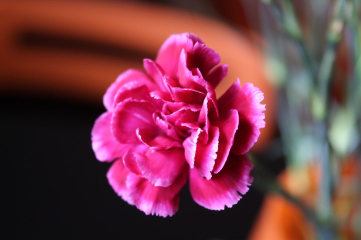 Pink gillyflower