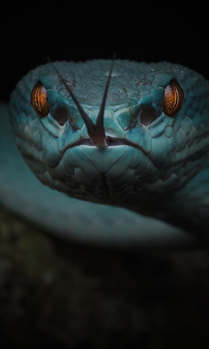 Snake