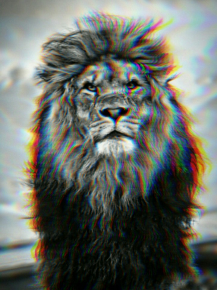 lion
