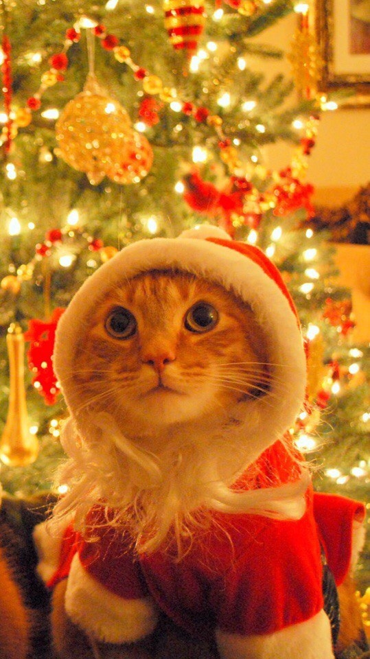 CaT♡☆♡☆