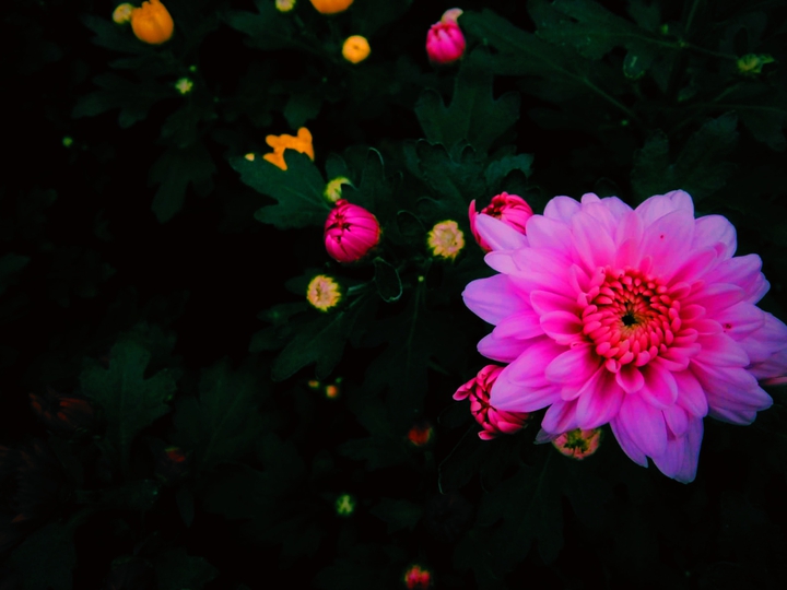 Flowers