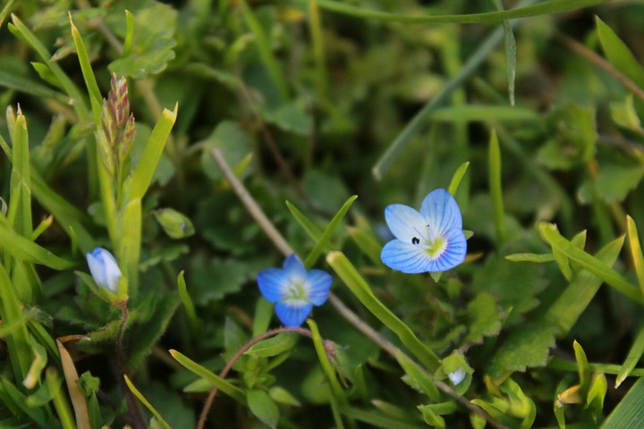 macro