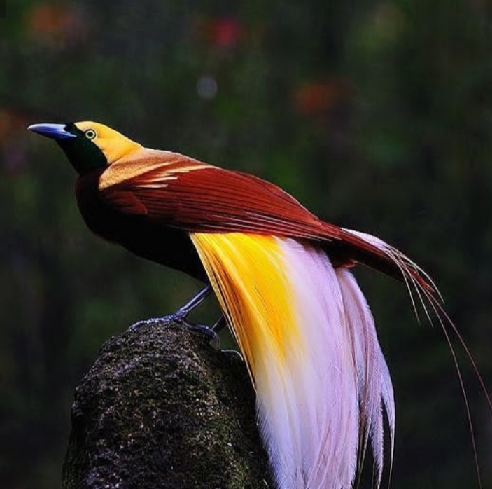 Bird