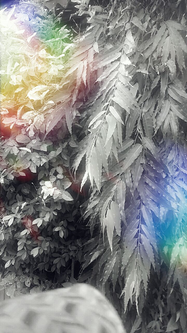 trees greenry loves....??