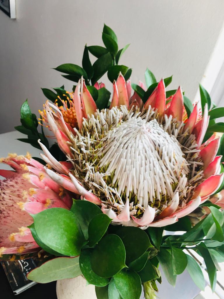 Protea