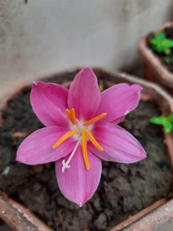 pink beauty