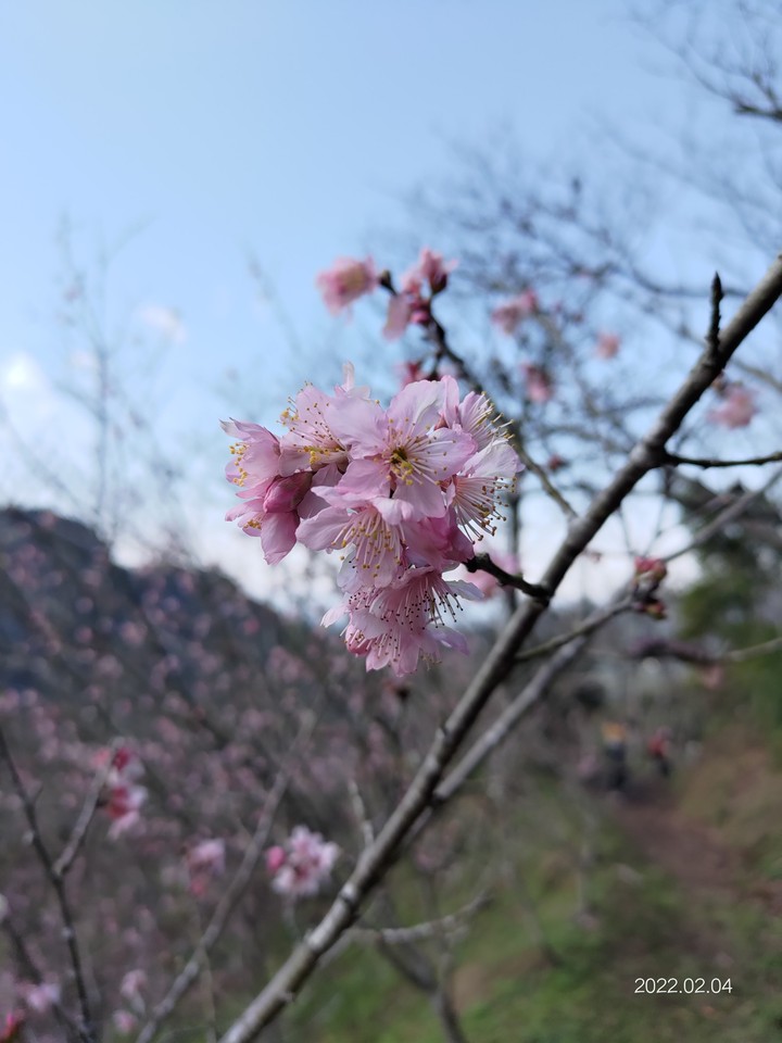 櫻花