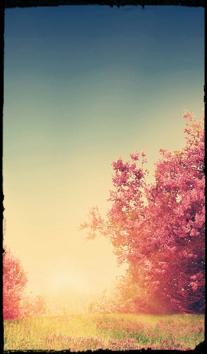 Vintage Flowers