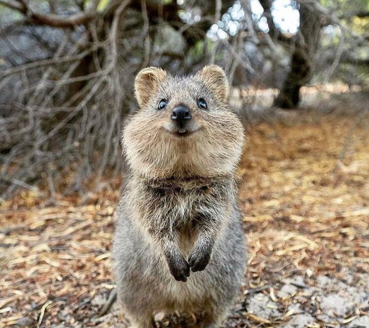 QUOKKA