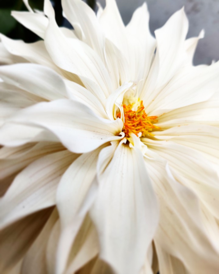 Dahlia