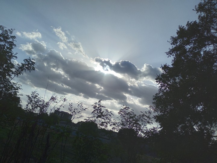 cloud and tree