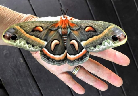 шпалери insect, butterfly