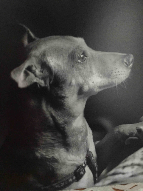 dog, vertebrate Hintergrundbilder