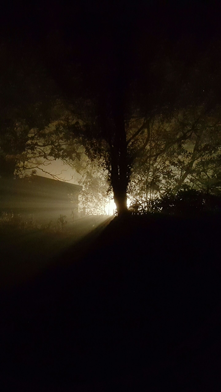 Fog and tree