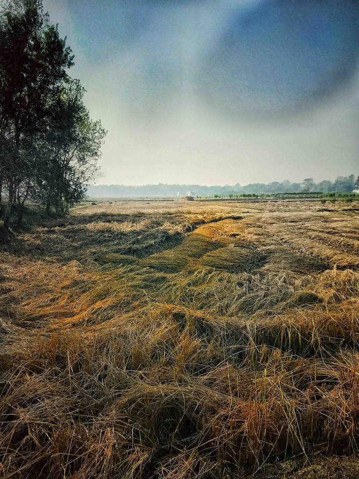 barren rice field
