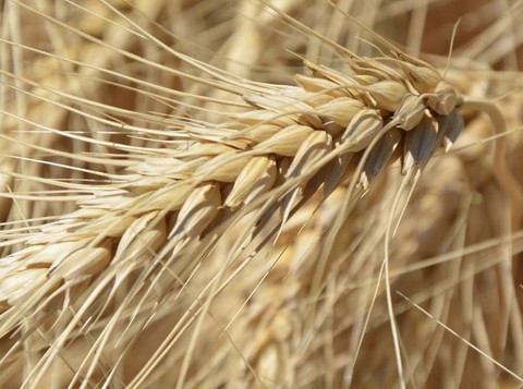 hình nền closeup, spelt
