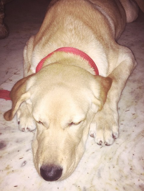 goldan retrive Dog
