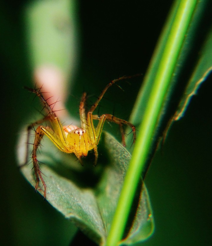 insect