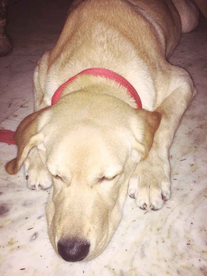 goldan retrive Dog