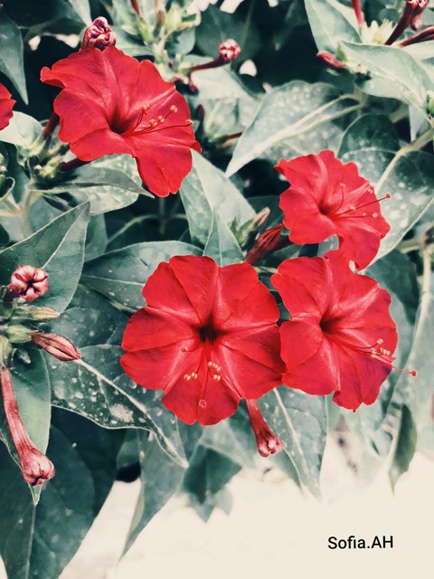 Red Blooms