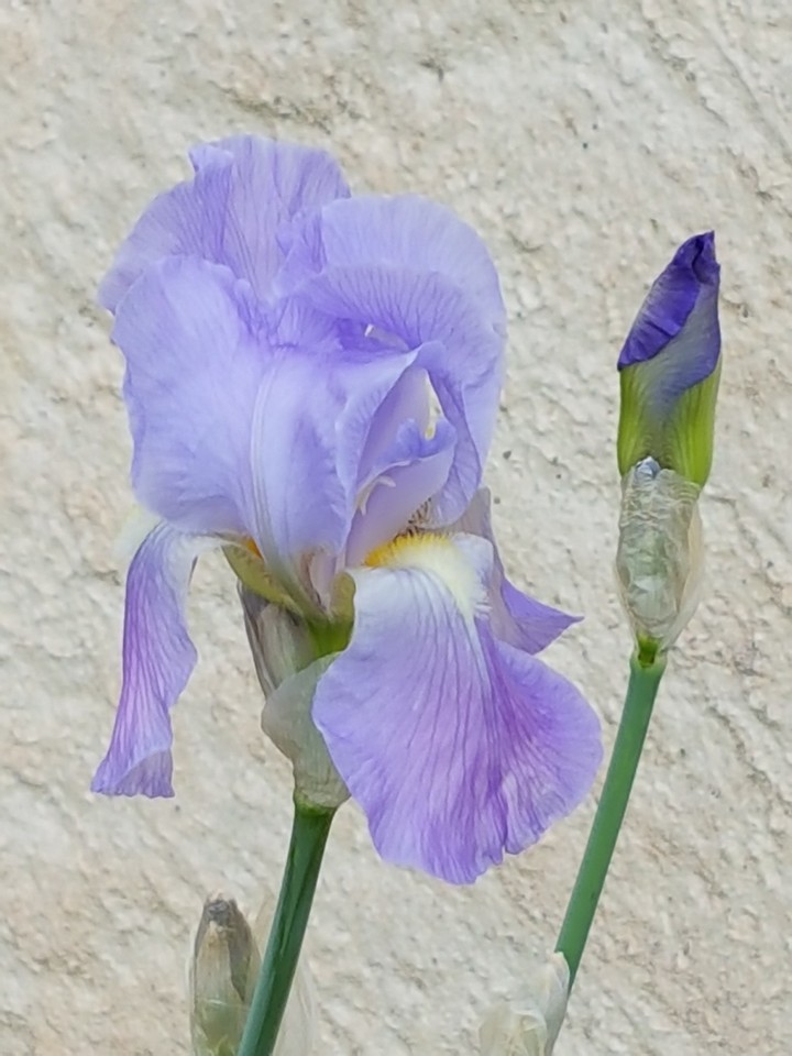 Iris violet