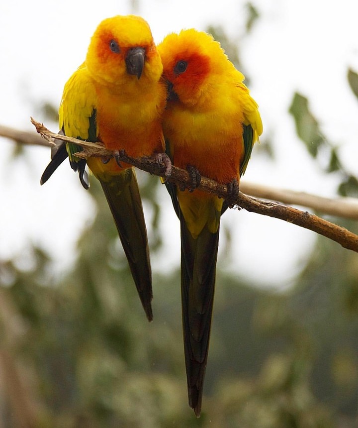 Birds