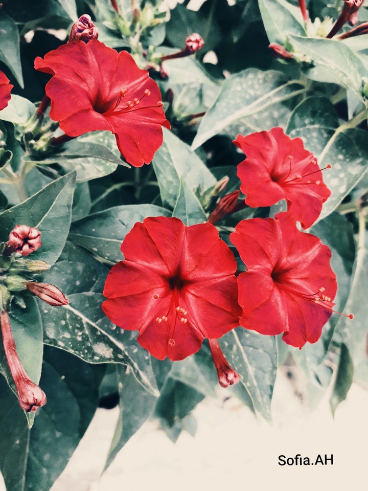 Red Blooms