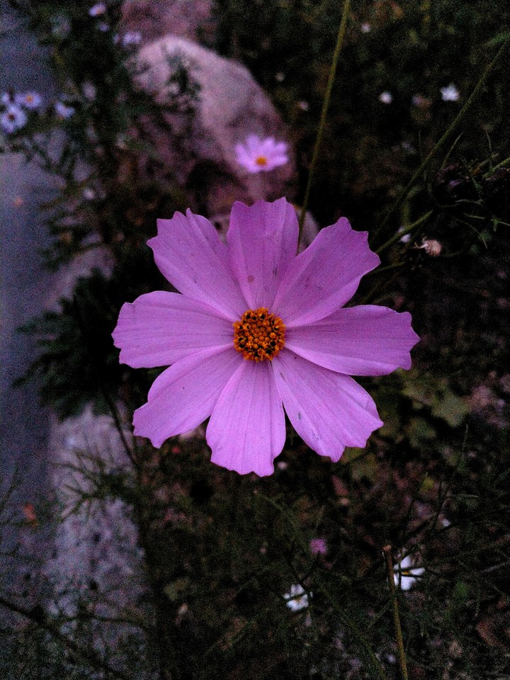 flower •