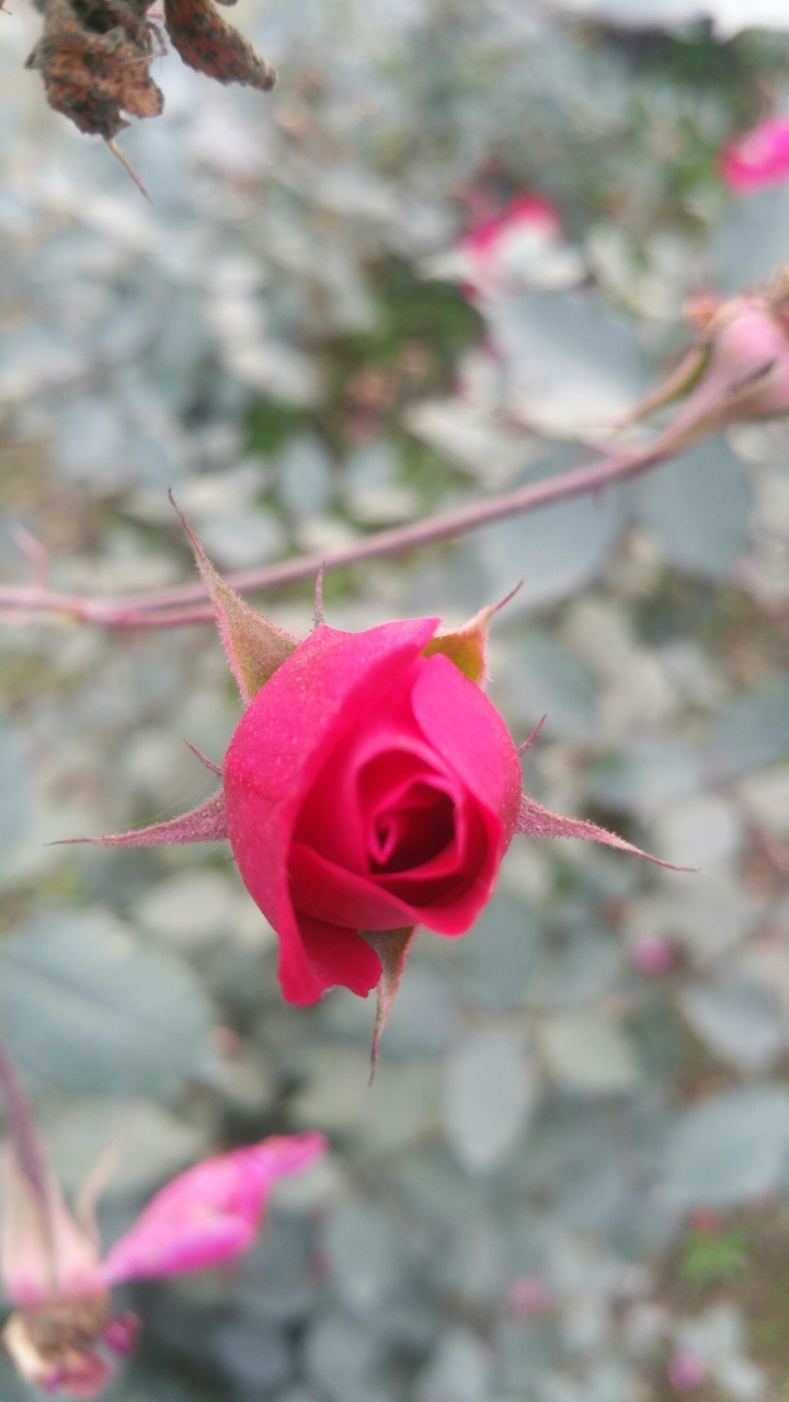 Rose