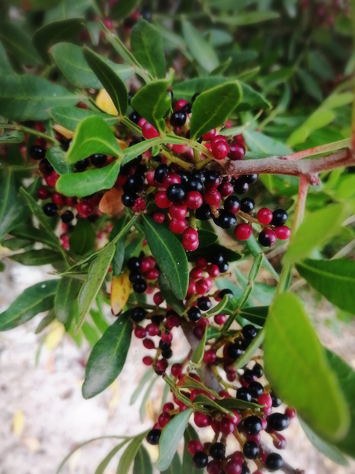 #Branch / Fruit tree