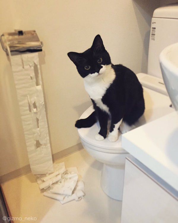 Toilet Cat