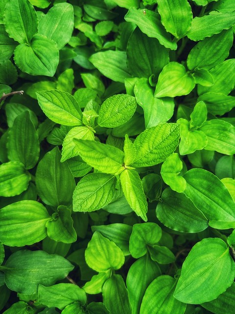 leaf, herb háttérképek