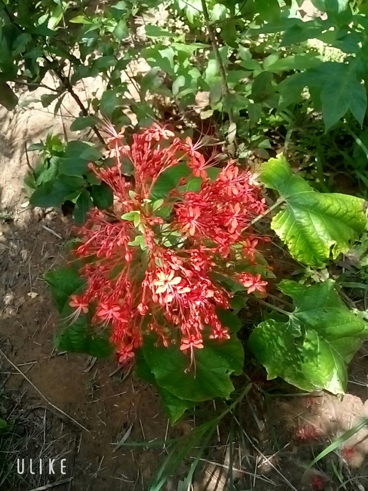 Red flower