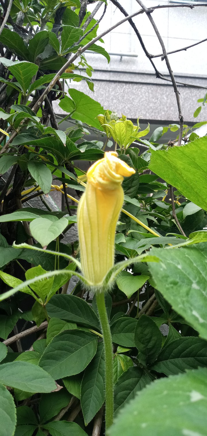 늙은 호박꽃, 시드는 호박꽃