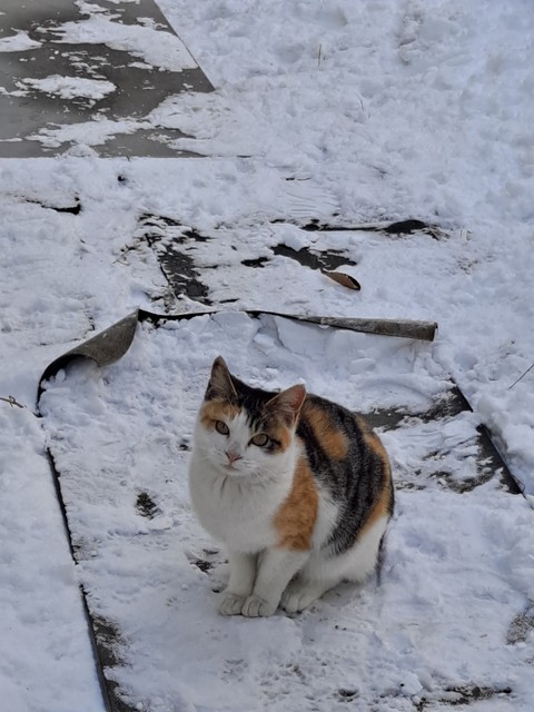 동물 수염, 고양이 배경화면