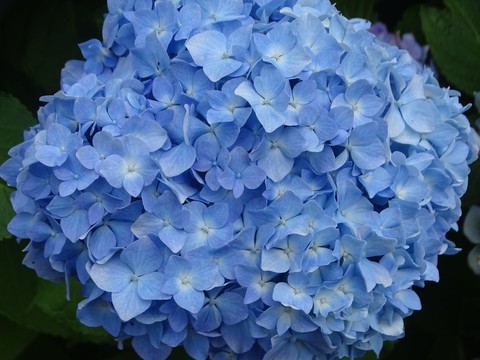 тапети violet, petal
