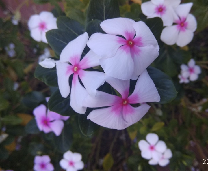 white with tinge of pink