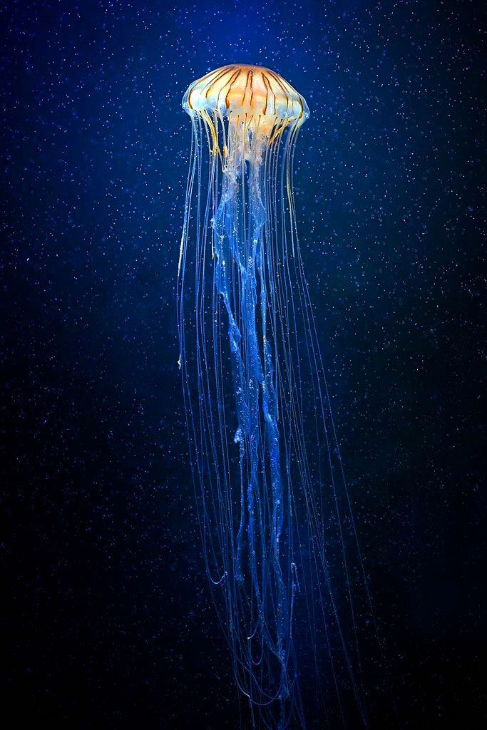 Jelly