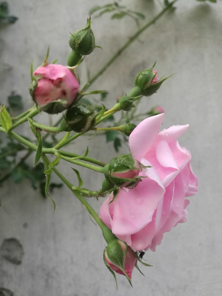 good morning