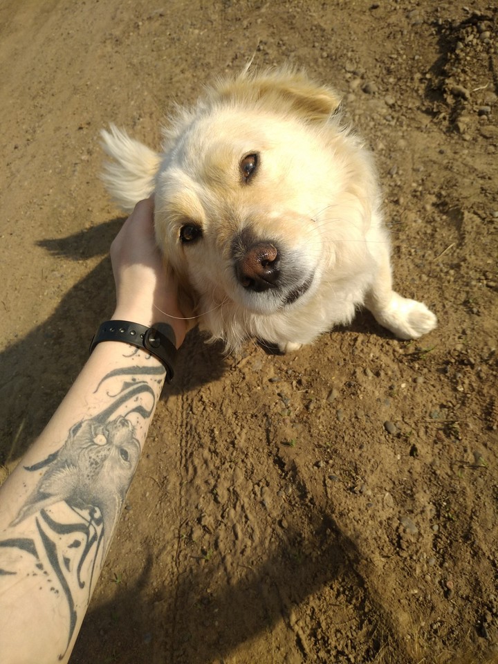 Пёс