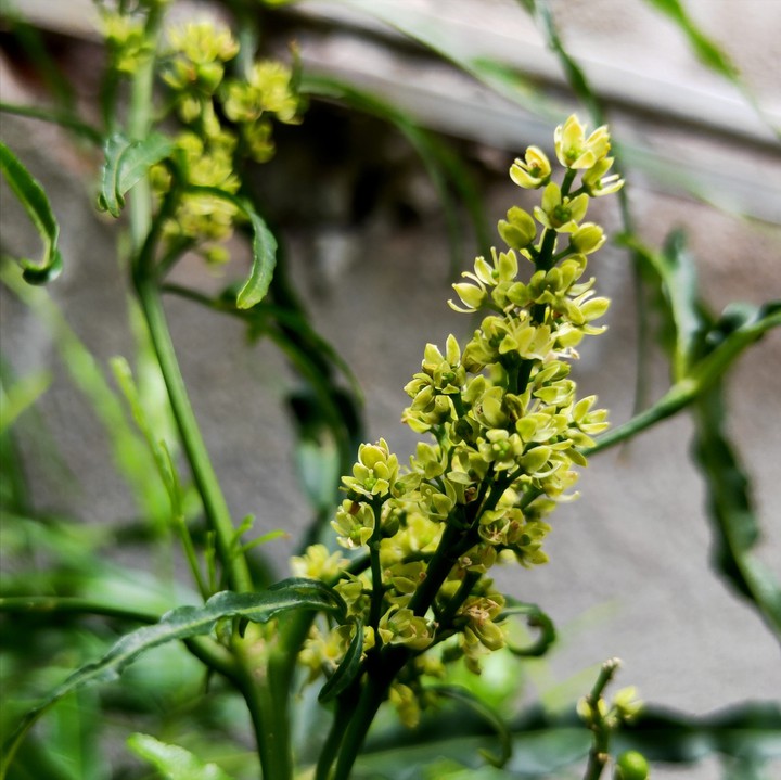 flower