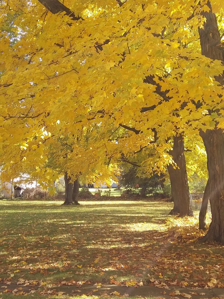 Fall colors