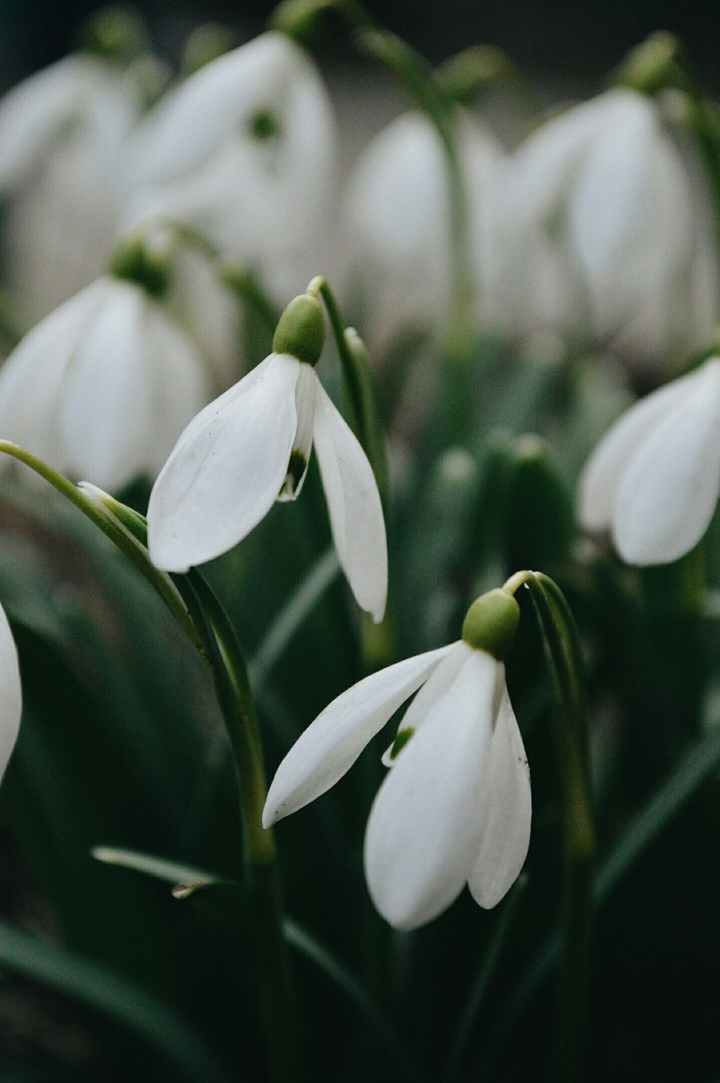 just a snowdrop.