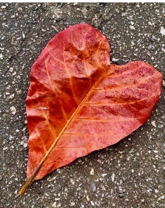 heart
