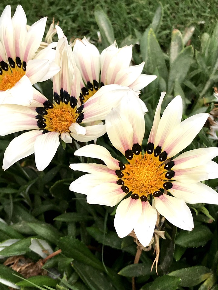 The wonders of the nature