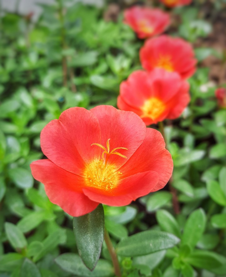 flowers