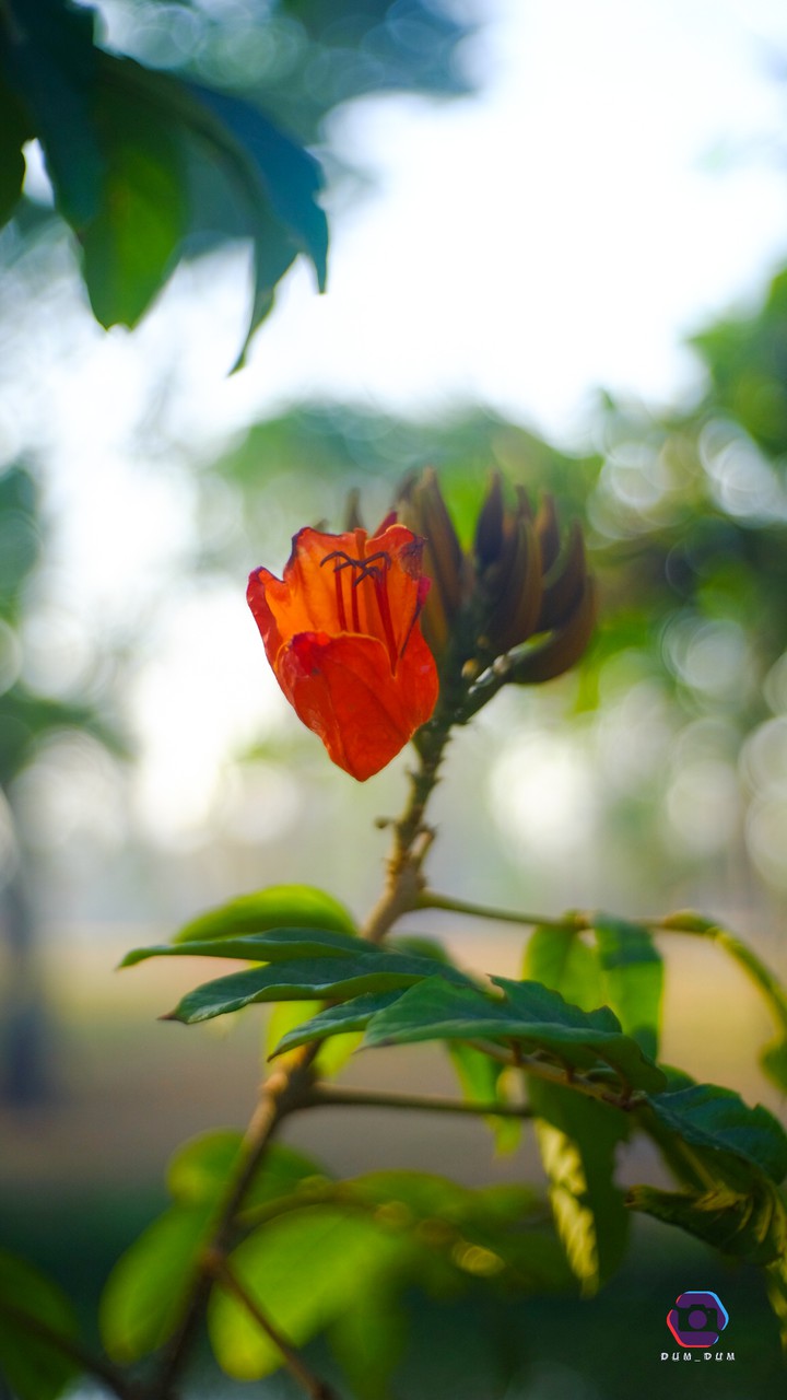 Butea monosperma